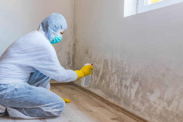 Licensed Basement Mold Remediation service in Germantown, MD - WQB Mold Removal