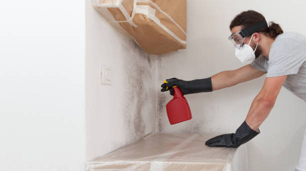 Professional Basement Mold Remediation technician working in Germantown, MD